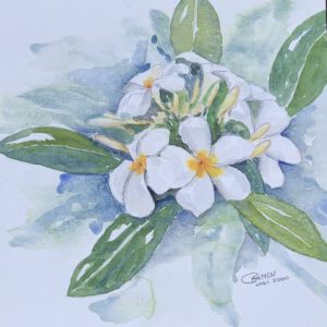 Frangipani